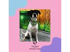 Adopt Holly a Boston Terrier, English Pointer