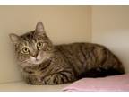 Adopt Sophia a Domestic Short Hair