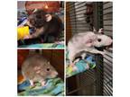 Adopt Zelda, Tula and Penelope a Rat