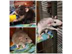 Adopt Zelda, Tula and Penelope a Rat