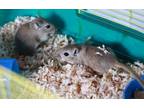 Adopt Penny & Ginny *1/2 off sale* a Gerbil