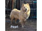 Adopt Pearl a Chow Chow