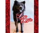 Adopt Rosie a Chow Chow