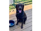 Adopt Sadie: Loves to play ball! a Chocolate Labrador Retriever