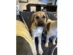 Adopt Biscuit a Black Mouth Cur, Australian Shepherd