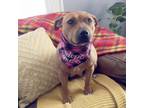 Adopt Mia a Pit Bull Terrier