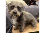 Adopt Rayine a Schnauzer