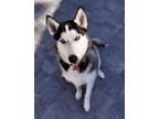 Adopt Nova a Siberian Husky