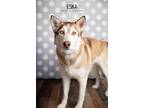 Adopt Eska a Siberian Husky