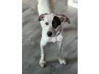 Adopt Nellie a Mixed Breed