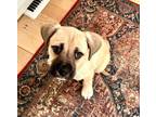 Adopt Sally $475 a Labrador Retriever, Boxer
