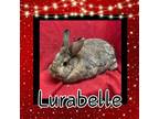 Adopt Lurabelle a Bunny Rabbit