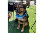 Adopt Delilah a Golden Retriever, Terrier