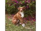 Adopt Ginger a Pit Bull Terrier, German Shorthaired Pointer