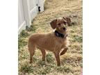 Adopt Coconut a Wirehaired Dachshund, Mixed Breed