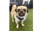 Adopt Venus a Pug, Terrier