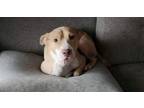 Adopt Daisy (Mama) a American Staffordshire Terrier, Bull Terrier