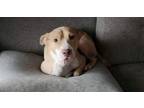 Adopt Daisy (Mama) a Pit Bull Terrier, Mixed Breed