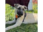 Adopt Sophie a Mixed Breed, Norwegian Elkhound