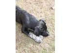 Adopt Salt N Pepa a German Shorthaired Pointer, Labrador Retriever