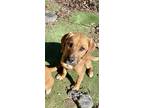 Adopt Chenille a Boxer, Pit Bull Terrier