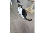 Adopt Chloe a Domestic Short Hair