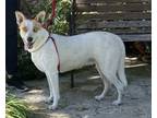 Adopt Bluey a Australian Cattle Dog / Blue Heeler