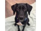 Adopt Harlow a Flat-Coated Retriever, English Pointer