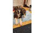 Adopt Duchess a Australian Shepherd