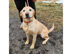 Adopt Shirley a Yellow Labrador Retriever, Mixed Breed