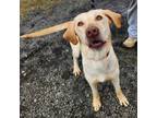 Adopt Laverne* I am in a foster to adopt home!* a Yellow Labrador Retriever