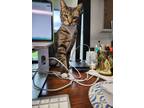 Adopt Melva (bonded to Melvin) a Bengal, American Shorthair