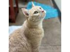 Adopt Pearl - Affectionate, Adult Lap Cat! a Domestic Short Hair