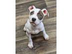 Adopt Lindy a Pit Bull Terrier, Mixed Breed