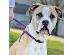 Adopt Fergie a Mixed Breed