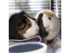 Adopt Pork Chop a Guinea Pig