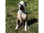 Adopt Reeve a Boxer