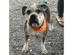 Adopt Reeve a Boxer