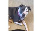 Adopt Haizy a Pit Bull Terrier