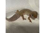Adopt Mayrina a Gecko