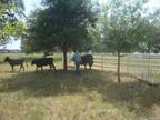 Farm House For Sale In Atascosa, Texas