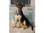 Adopt Tulip a German Shepherd Dog