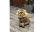 Adopt Coco a Maine Coon, Scottish Fold