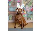 Adopt Honey a Chocolate Labrador Retriever