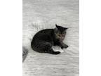 Adopt Belle a Domestic Short Hair