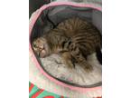 Adopt BJ a Domestic Short Hair