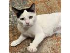 Adopt Miami @Smitten Kitten Cat Cafe a Domestic Short Hair
