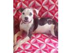 Adopt Porsha a Terrier, Boxer