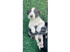 Adopt 55406061 a Pit Bull Terrier, Mixed Breed
