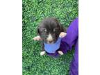 Adopt 55412513 a Pit Bull Terrier, Labrador Retriever